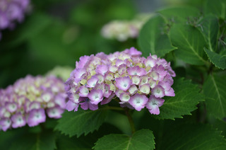 D4S_8256.JPG
