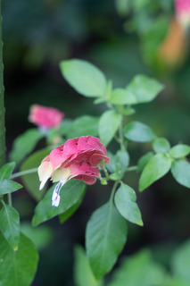 DSC01406.jpg