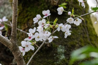 DSC_0126.jpg