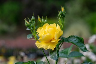 DSC_1163.jpg